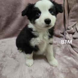 Boy 2 - Black tri male Miniature Australian Shepherd puppy in Bend, Oregon from Badlands Toy and Mini Aussies