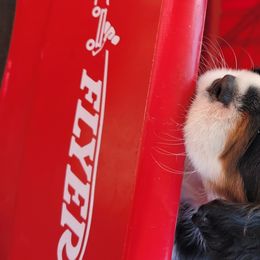 Cavalier King Charles Spaniel Puppies from Faithful Friends Cavaliers