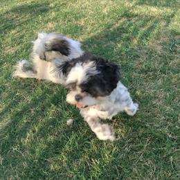Pearl - Shih Tzu