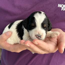 Bernedoodle, Poodle, and Soft Coated Wheaten Terrier Puppies from Whoodles of Wyoming