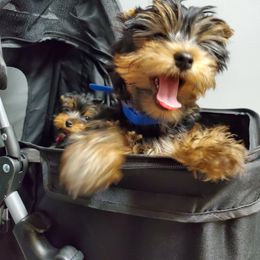 Yorkshire Terrier Puppies from Yorkie Puppies Redwood Ranch Chicago