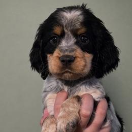 Fawn - Tri-Roan female English Springer Spaniel puppy in Fort White, Florida from Thunderbird Springers