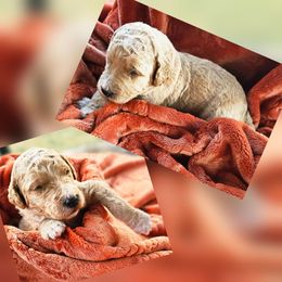 Rex - Apricot male Goldendoodle puppy in Harris County, Texas from Cute & Curly Doodles