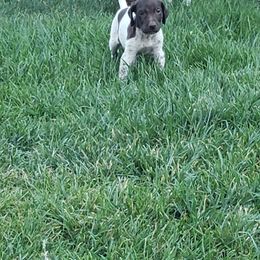 German Shorthaired Pointer Puppies from Cozy's GSPs