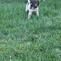 German Shorthaired Pointer Puppies from Cozy's GSPs