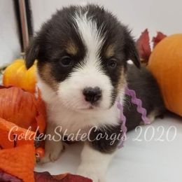 Pembroke Welsh Corgi Puppies from Golden State Corgis