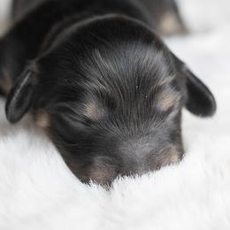 Bailey - Black and cream female Dachshund puppy in Barnesville, Pennsylvania from Dachsy