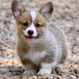 Labrador Retriever and Pembroke Welsh Corgi Puppies from Gainesfield Labradors and Pembroke Welsh Corgis