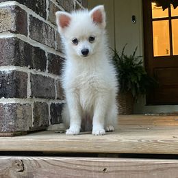 Pomsky Puppies from Sunshine Pomsky