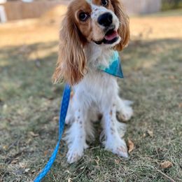 Gizmo - Cocker Spaniel