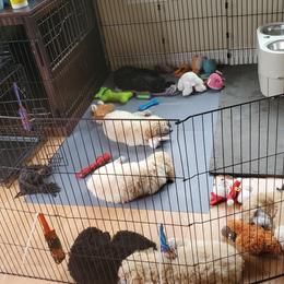 Poodle Puppies from Heavenly Standards Washington