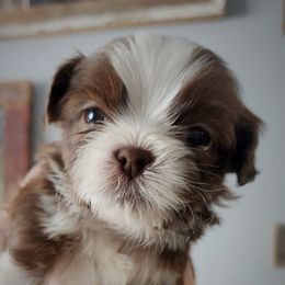 Blaze - Sable and white male Shih Tzu puppy in Wolcottville, Indiana from Ducky's Doodles
