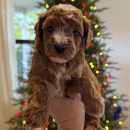 Jinu - Red male Cavapoo puppy in Orange, California from SoCal Cavapoos