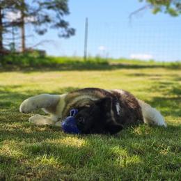 Akita Puppies from TLC Akitas
