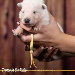 Yellow Collar Boy - White male Berger Blanc Suisse puppy in Chestnut, Illinois from Fireside Fernweh