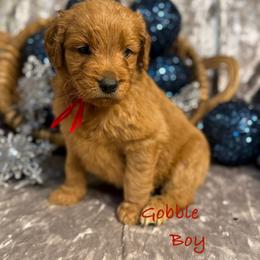 Gobble - Red  male Goldendoodle puppy in Rockville, Minnesota from Bracha Poodles & Doodles