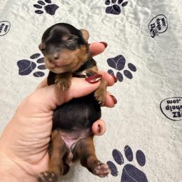 Girl 4 - Black female Miniature Schnauzer puppy in Kaufman, Texas from KK’s Krazy Kennels