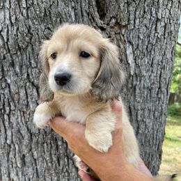 Puppy 2 - Cream male Dachshund puppy in Bullard, Texas from Mimidachs of Texas
