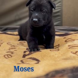 Moses - Black male German Shepherd puppy in Irvine, Kentucky from Himmelshunde German Shepherds