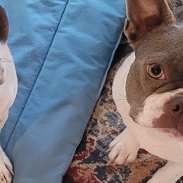 Annie - Boston Terrier