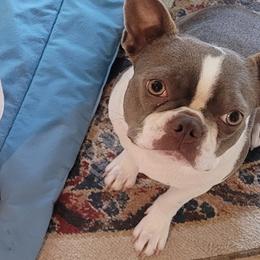 Annie - Boston Terrier