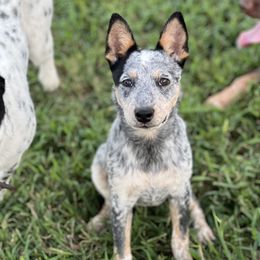 Jolene - Australian Cattle Dog