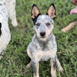 Jolene - Australian Cattle Dog