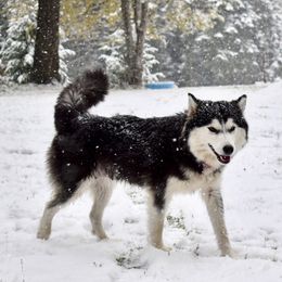 Lyla - Siberian Husky