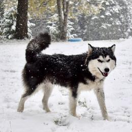 Lyla - Siberian Husky