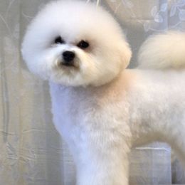Orion - Bichon Frise