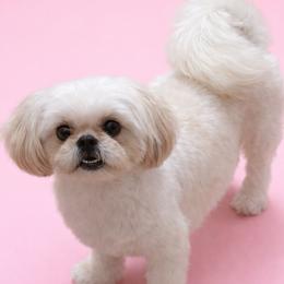 Lennon - Shih Tzu