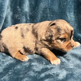 Chase - Blue merle male Toy Australian Shepherd puppy in Nocona, Texas from Rafter O Toy Aussies and Mini Heelers