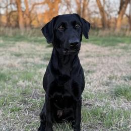 Moxie - Labrador Retriever