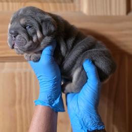 Maggie Mae - Blue tri-color female Bulldog puppy in Angelica, New York from Snapp Valley Bulldogs