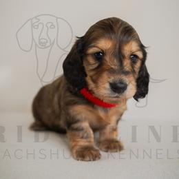 Chanel - Cream female Dachshund puppy in Temecula, California from Naomi Magee's Dachshund Kennel