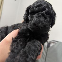 Poodle Puppies from Risa Poodles