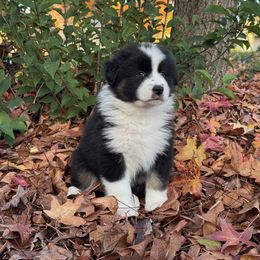 Australian Shepherd Puppies from Drummond Aussies