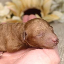 Kylie- AKC Female Mini Poodle- Stokesdale, NC - Red  female Poodle puppy in Stokesdale, North Carolina from His and Hers Poodles and Doodles