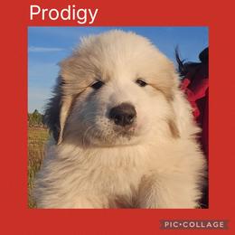 Prodigy- red collar - White and badger male Great Pyrenees puppy in Mikado, Michigan from Brittain Family Farm
