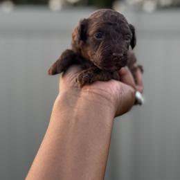 Romance - Brown male Poodle puppy in Deltona, Florida from Poodles by CNC