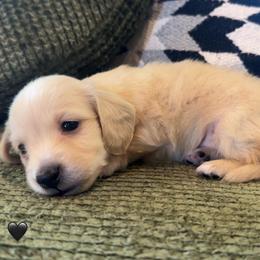 Penne - Cream female Dachshund puppy in Perkins, Oklahoma from 4B Dachshunds