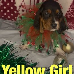 Girl 3 - female Basset Hound puppy in Lexington, Kentucky from Breashae's  Pups