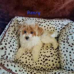Henry - Parti male Poodle puppy in Montrose, Pennsylvania from Tales Of Joy