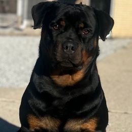 Simone - Rottweiler