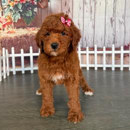 Zuzhu - Red  female Poodle puppy in Cape Coral, Florida from Ruby the poodle