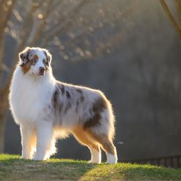 Caper - Australian Shepherd