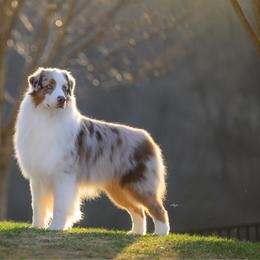 Caper - Australian Shepherd