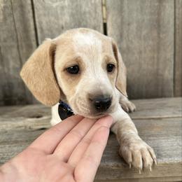 Clear Cream Dapple Boy - Cream male Dachshund puppy in South Willard, Utah from Doxies in the Sun