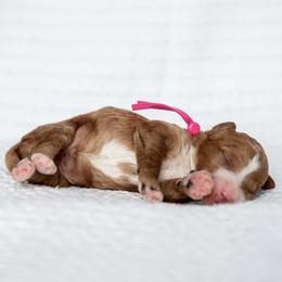 Cupcake - Red  female Goldendoodle puppy in Meridian, Idaho from Country Club Doodles