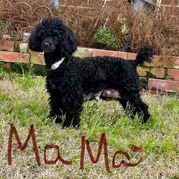 "Stella the Mama of 5 happy babies" Yorkipoo Puppies from Gin and Stella's Adventures